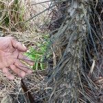 Astrocaryum aculeatum Blad