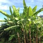 Musa spp. ᱮᱴᱟᱜ
