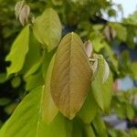 Dendrolobium umbellatum Leaf