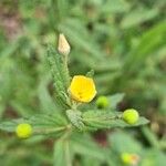 Piriqueta cistoides Flower