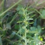 Veronica peregrina Leaf