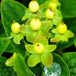 Hypericum × inodorum Frucht