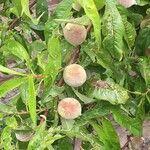 Prunus persica फल