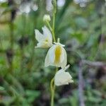 Utricularia alpina Flor