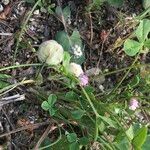 Trifolium tomentosum Flor