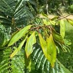 Acacia mangium Vrucht