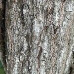 Quercus nigra বাকল