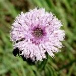 Centratherum punctatum Flor