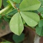 Lotus edulis Leaf