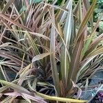 Phormium tenax Лист