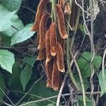 Mucuna pruriens फल