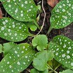 Pulmonaria officinalis Hoja