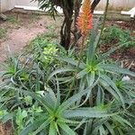 Aloe veraBlatt