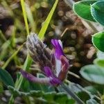 Astragalus mollissimus Floare