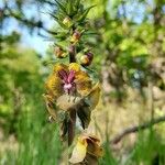 Verbascum bugulifolium Floro