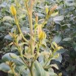 Catha edulis Φύλλο