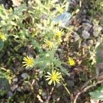 Senecio viscosusFleur