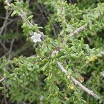Lycium mascarenense Habit