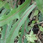 Crepis setosa Folha