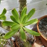 Tylecodon paniculatus Folha