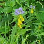 Melampyrum subalpinum Квітка