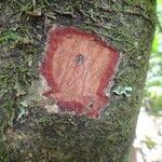 Myrsine citrifolia Bark