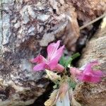 Astragalus longidentatus Květ