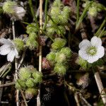 Nemophila parviflora Характер