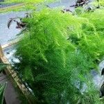 Asparagus setaceus 整株植物