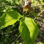 Cornus floridaLeaf