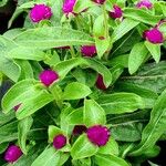 Gomphrena globosa পাতা