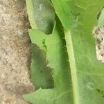 Lactuca serriola Blatt