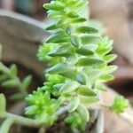 Sedum moranense Leaf