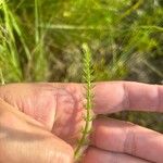 Trocdaris verticillata Blatt