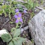 Arabis verna Flower