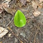 Maianthemum canadense Листок