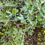 Chrysojasminum fruticans Feuille