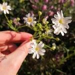 Stellaria holosteaFlower