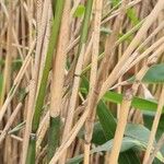 Phyllostachys sulphurea Bark