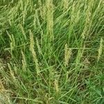 Elymus repens অভ্যাস