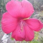 Hibiscus moscheutosফুল