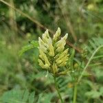 Astragalus cicer Blodyn