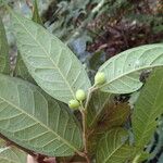 Ficus versicolor