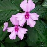 Impatiens flaccida Çiçek