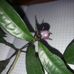 Psychotria oblonga Övriga