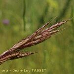 Bromus lanceolatus 花