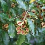 Combretum micranthum Blüte