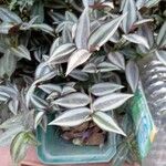 Tradescantia zebrinaLeaf