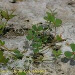 Marsilea strigosa عادت داشتن