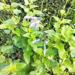 Salvia tiliifolia 花